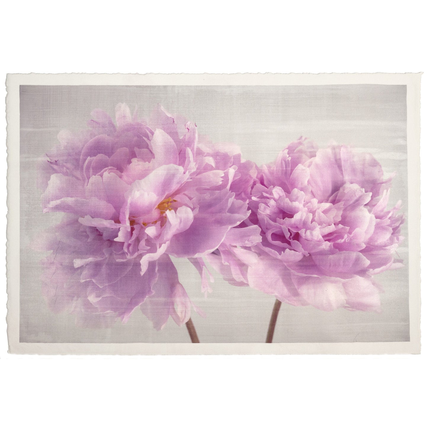 2 full bloom double pink peony with yellow center one standing taller blooms both visible stems and leaves showing 12x8” cotton paper wall art