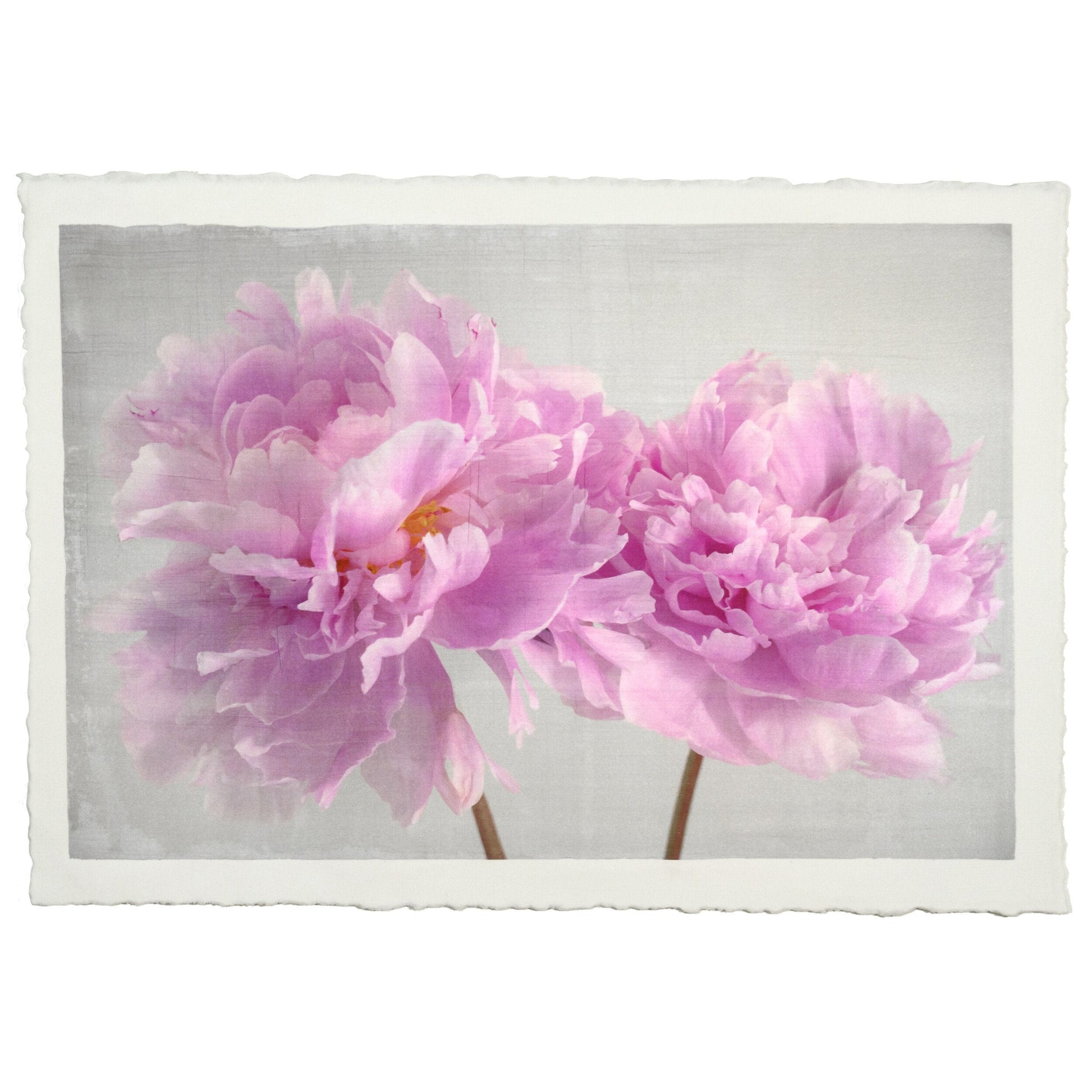 2 full bloom double pink peony  with yellow center one standing taller blooms both visible stems and leaves showing 12x8” cotton paper wall art