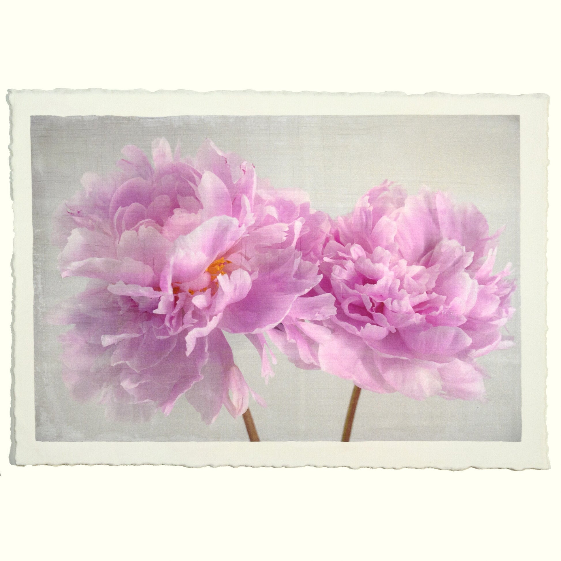 2 full bloom double pink peony  with yellow center one standing taller blooms both visible stems and leaves showing 12x8” cotton paper wall art