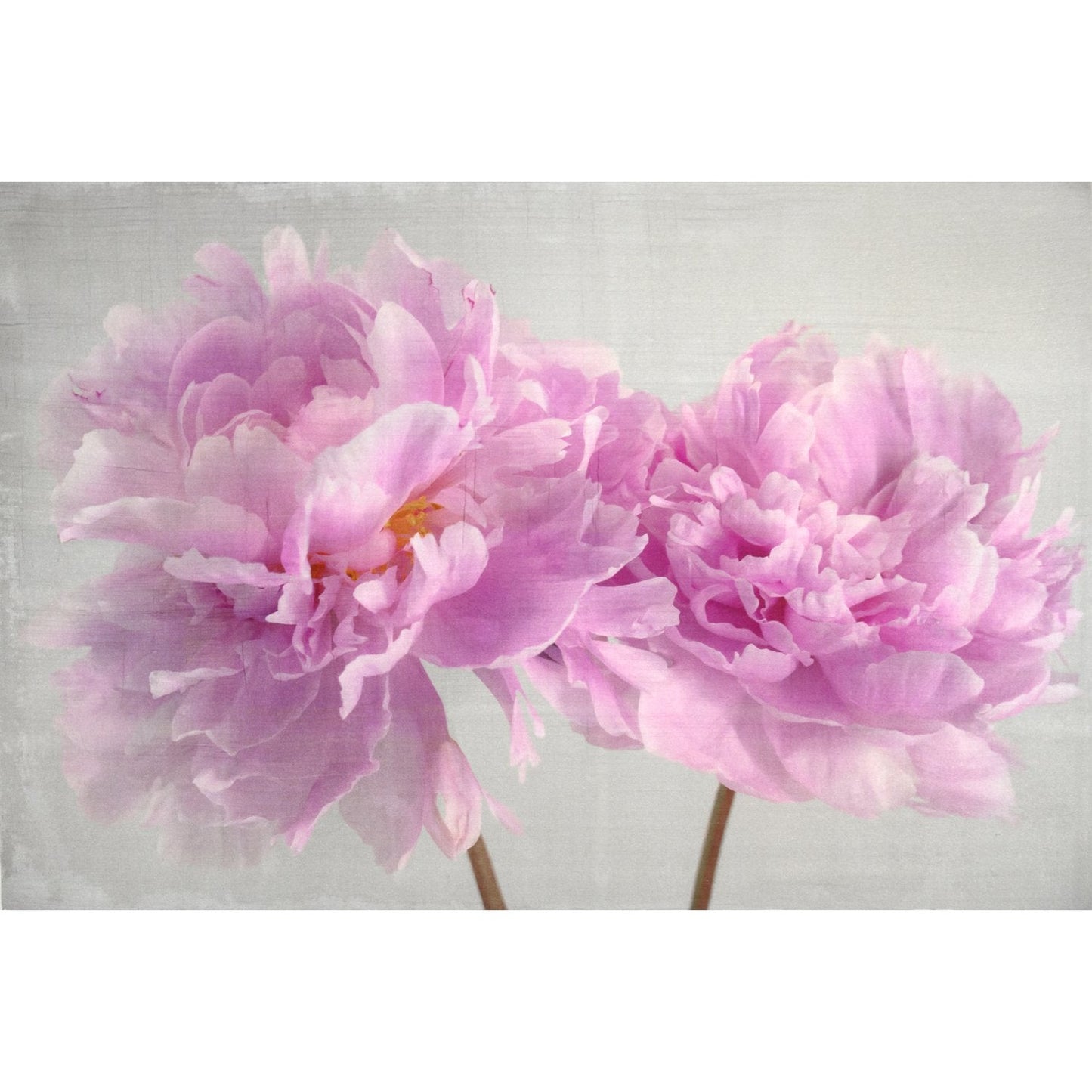 2 full bloom double pink peony with yellow center one standing taller blooms both visible stems and leaves showing 12x8” cotton paper wall art