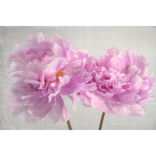 2 full bloom double pink peony with yellow center one standing taller blooms both visible stems and leaves showing 12x8” cotton paper wall art