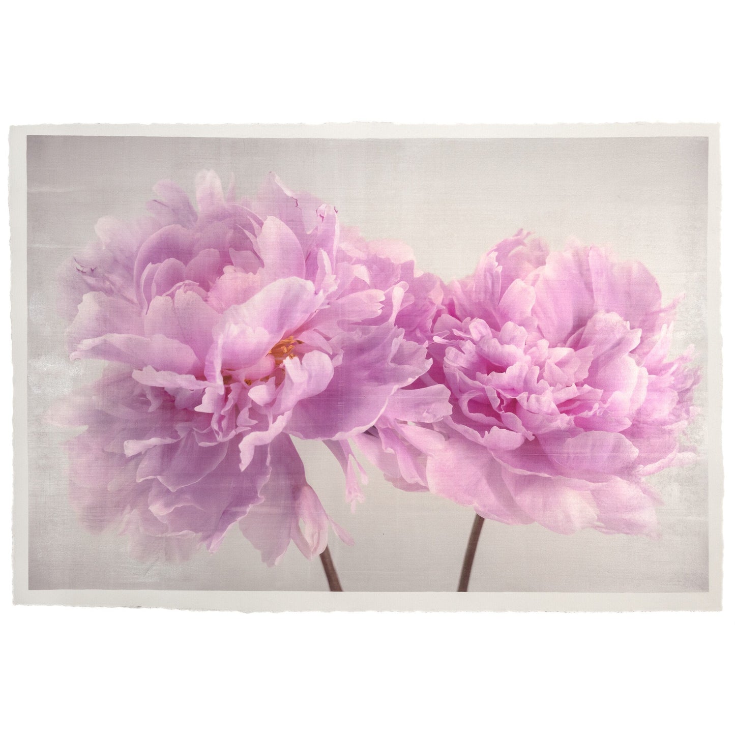 2 full bloom double pink peony  with yellow center one standing taller blooms both visible stems and leaves showing 12x8” cotton paper wall art