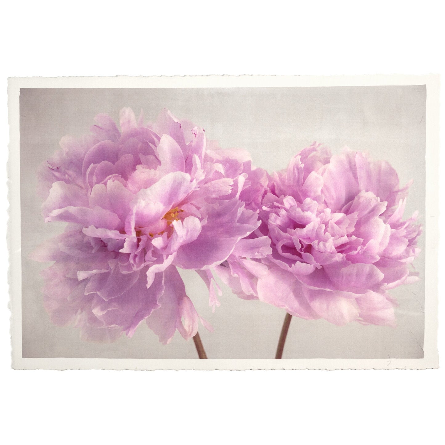 2 full bloom double pink peony  with yellow center one standing taller blooms both visible stems and leaves showing 24x16” cotton paper wall art