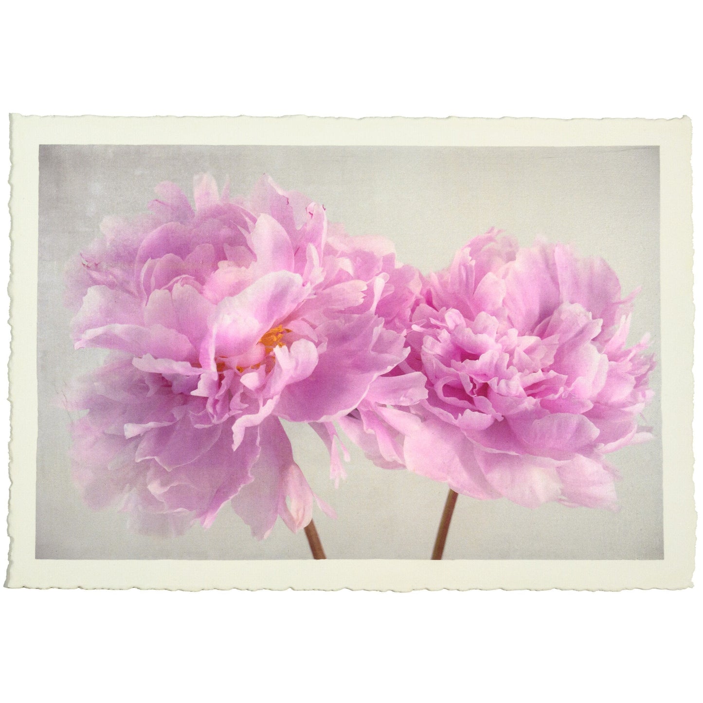 2 full bloom double pink peony  with yellow center one standing taller blooms both visible stems and leaves showing 24x16” cotton paper wall art