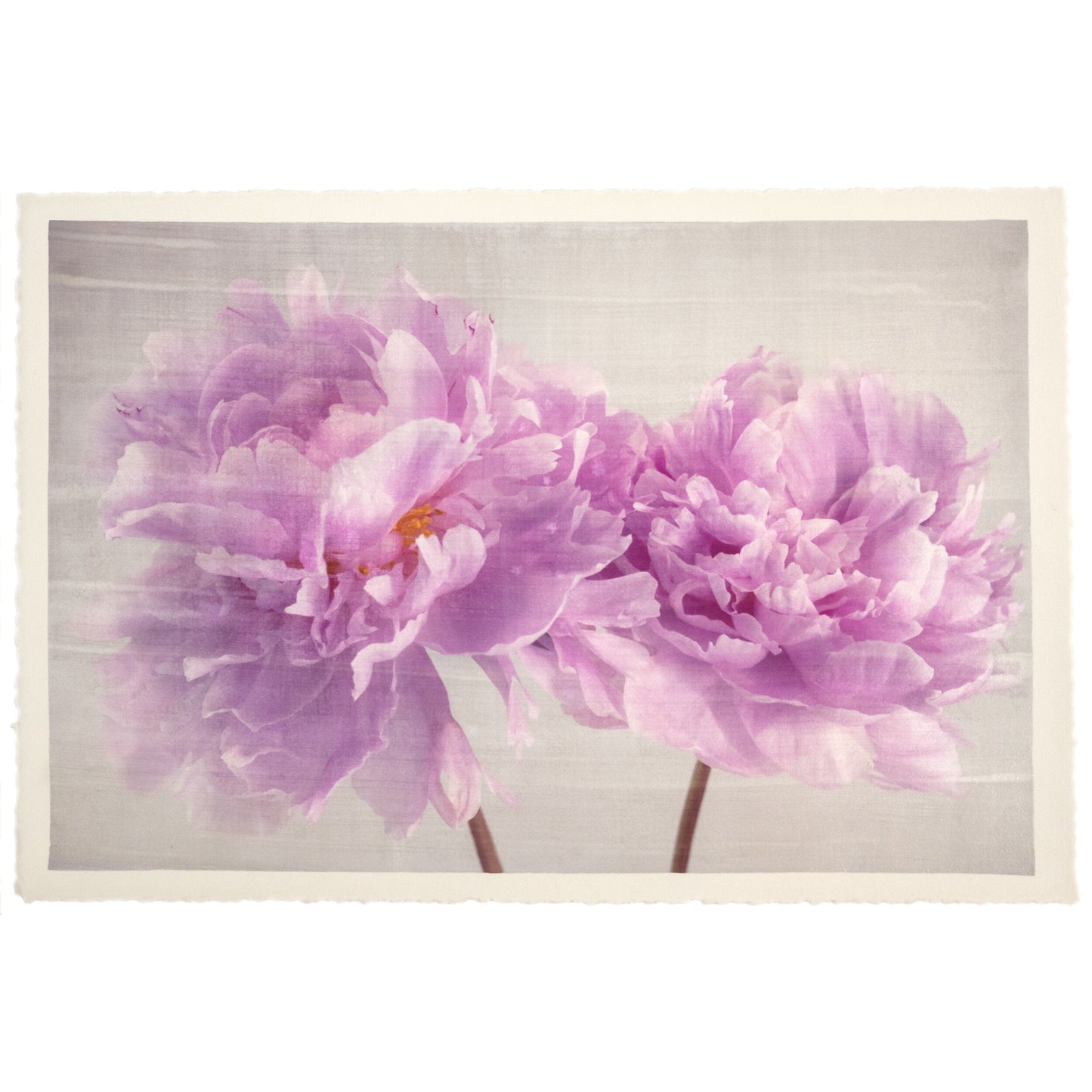 2 full bloom double pink peony  with yellow center one standing taller blooms both visible stems and leaves showing 24x16” cotton paper wall art