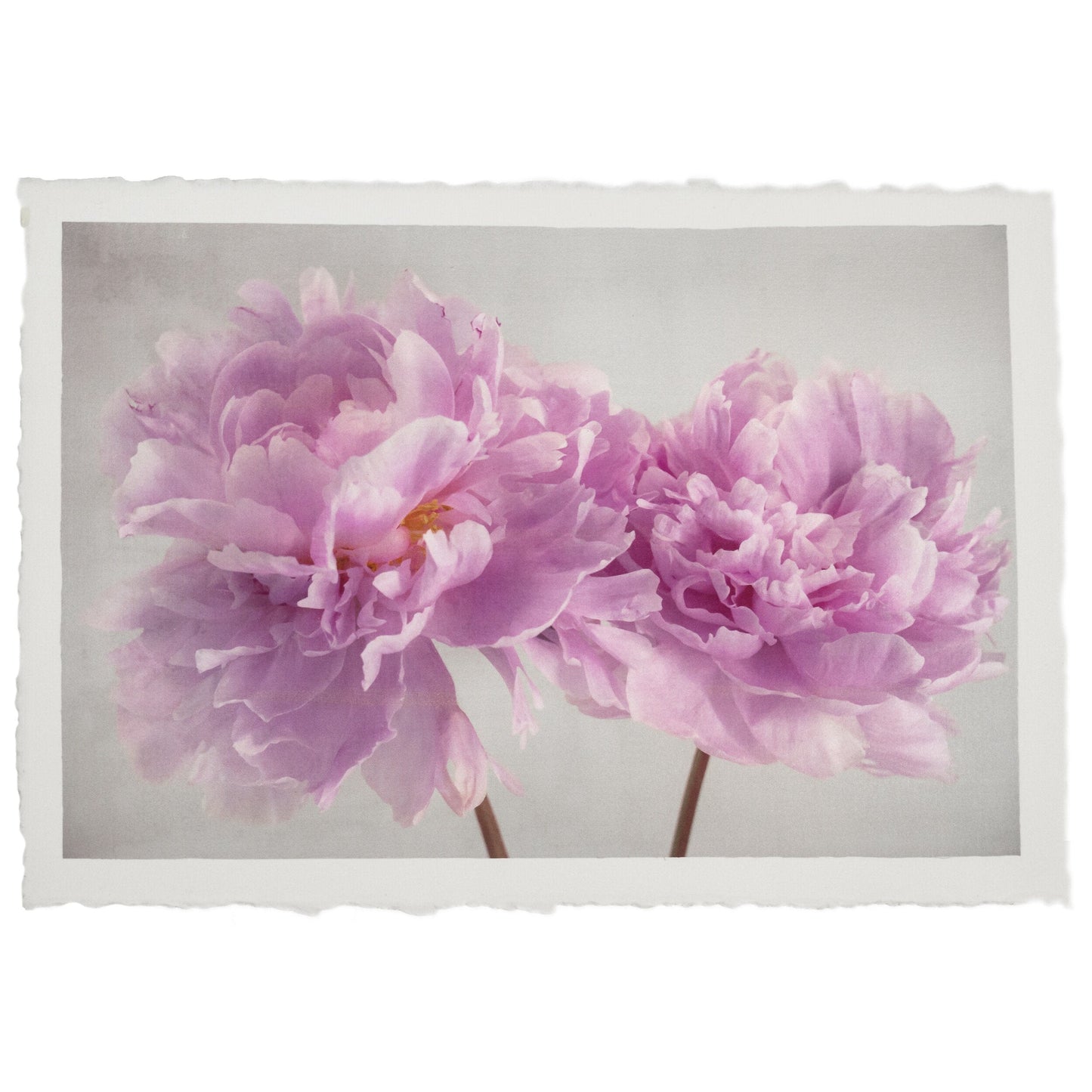 2 full bloom double pink peony  with yellow center one standing taller blooms both visible stems and leaves showing 24x16” cotton paper wall art