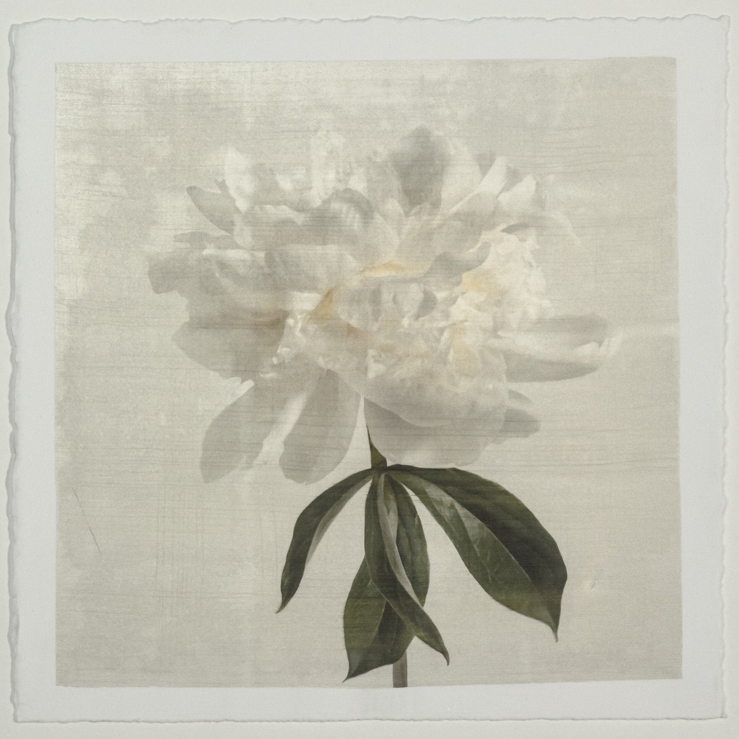 Flower Photograph White Peony Side view full billowy bloom with yellow center, stem and leaves visible pearl tinted, squareWhite Peony Side view full billowy bloom with yellow center stem and leaves visible pearl tinted 8” cotton paper wall art