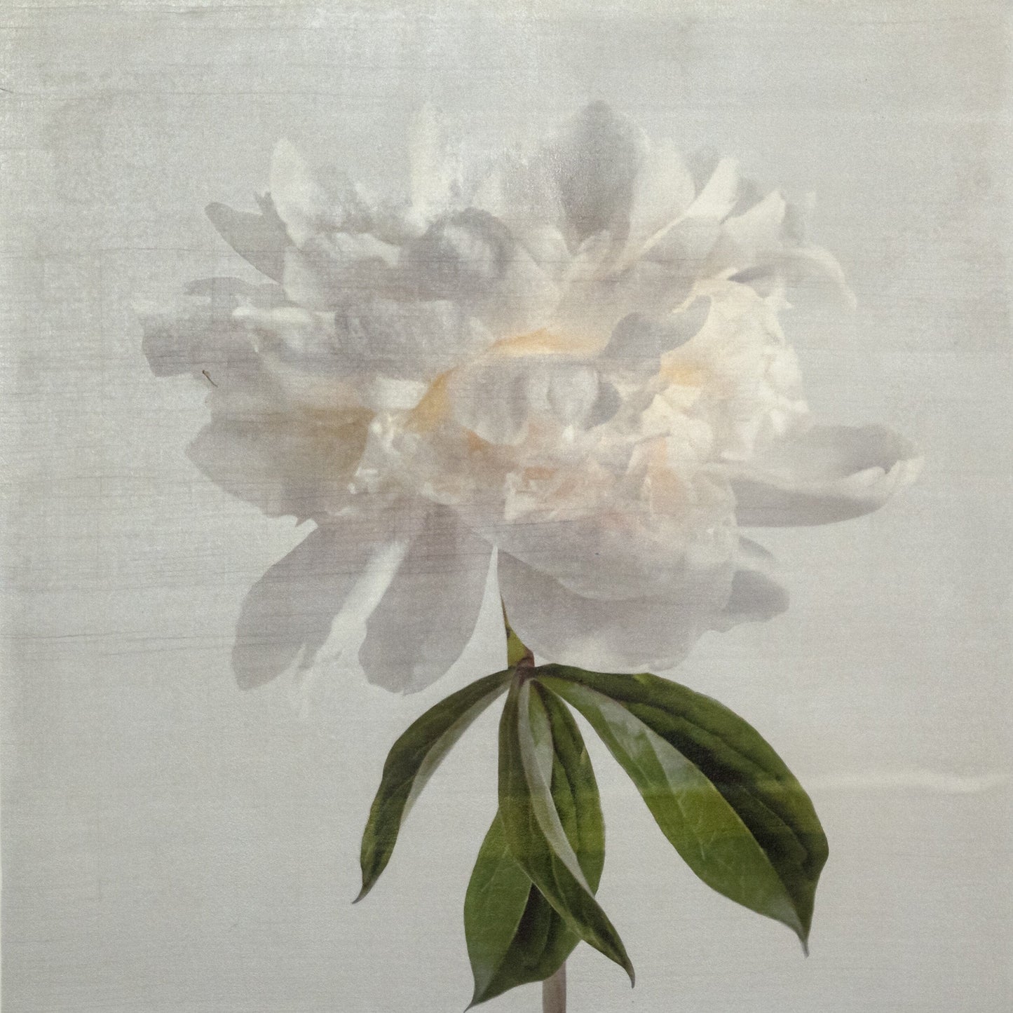 Flower Photograph White Peony Side view full billowy bloom with yellow center, stem and leaves visible pearl tinted, square