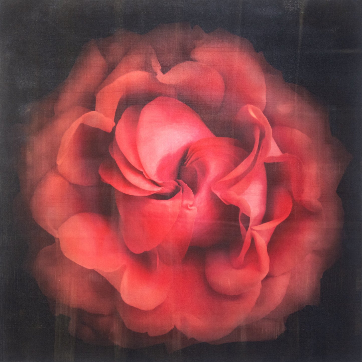 Flower Print of Red Rose spherical outer scalloped petals closed center petals forming spiral Centered in Square mode on black background wall art