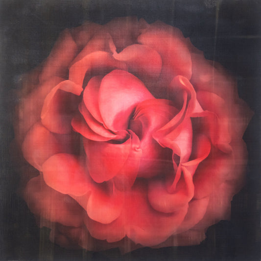 Flower Print of Red Rose spherical outer scalloped petals closed center petals forming spiral Centered in Square mode on black background wall art