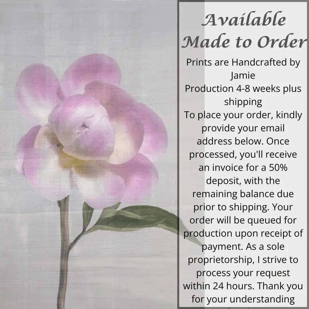 fine art print pink peony flower partially blooming with full open out petals and closed center ball, of petals grey background wall art