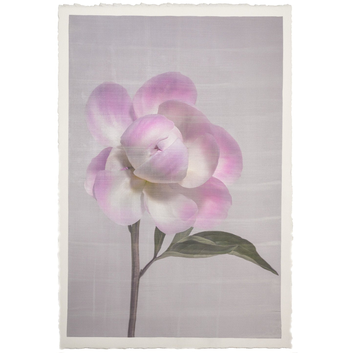 fine art print pink peony flower partially blooming with full open out petals and closed center ball grey background wall art