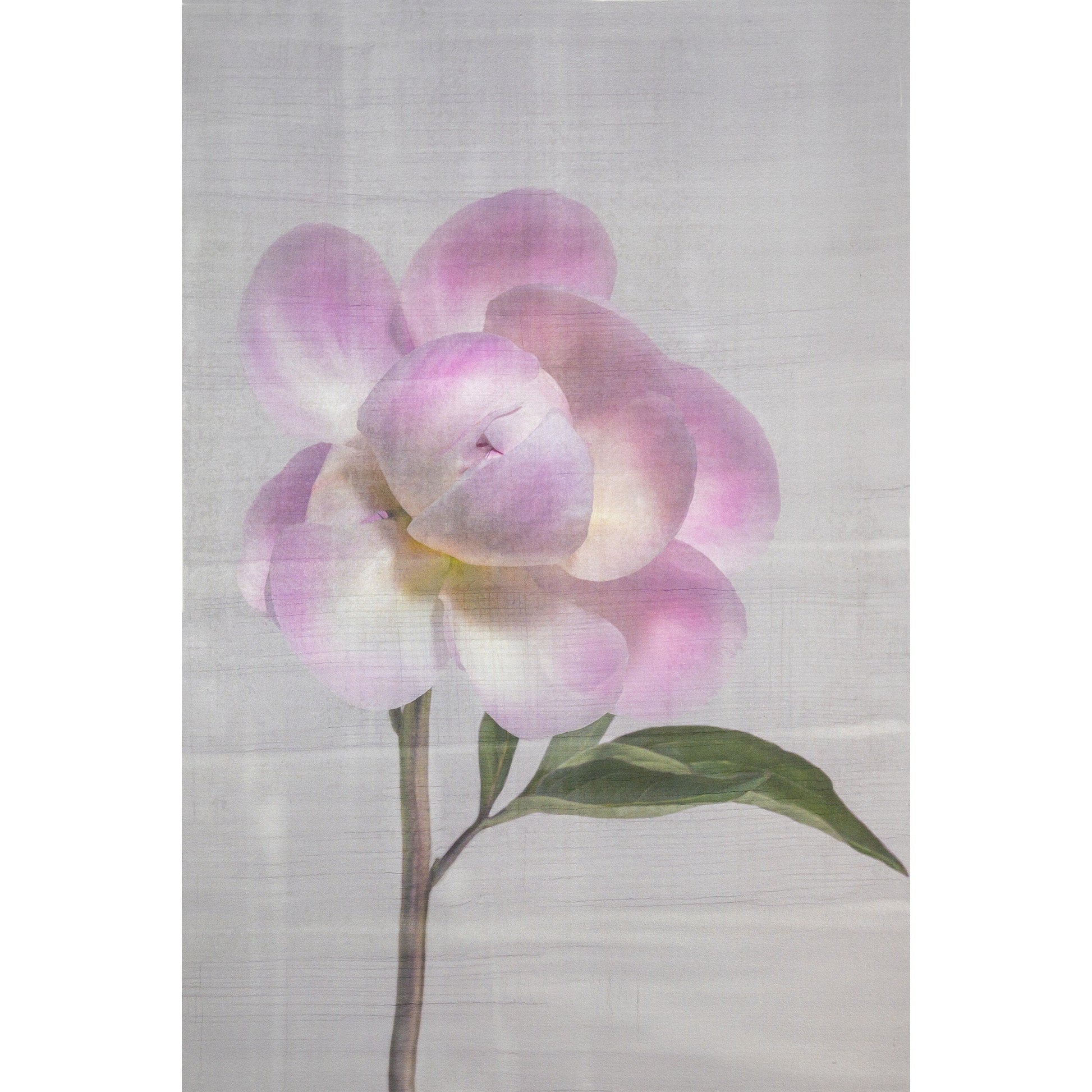 fine art print pink peony flower partially blooming with full open out petals and closed center ball grey background wall art