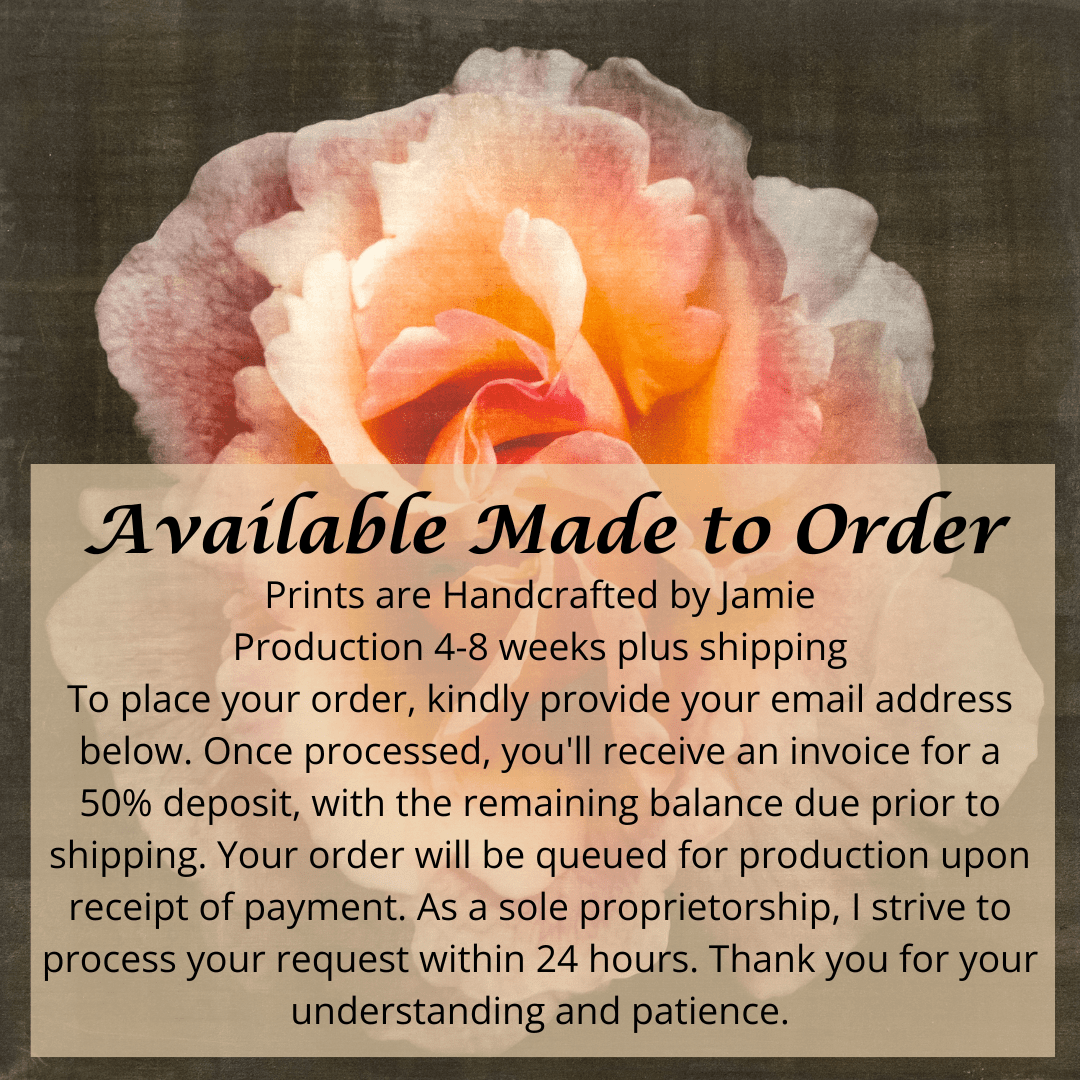 flower print of firestar orange rose in prime bloom with a swirl star center petals fading to golden highlights at the edges. Centered in Square mode, black background, wall art.