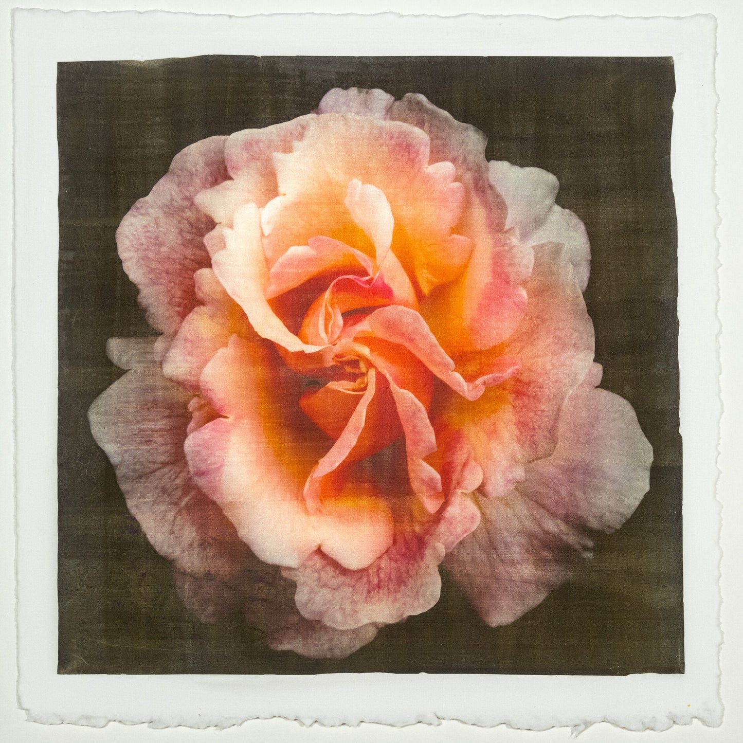 flower print of firestar orange rose in prime bloom with a swirl star center petals fading to golden highlights. 8” square on deckled edge print cotton paper. black background, wall art.