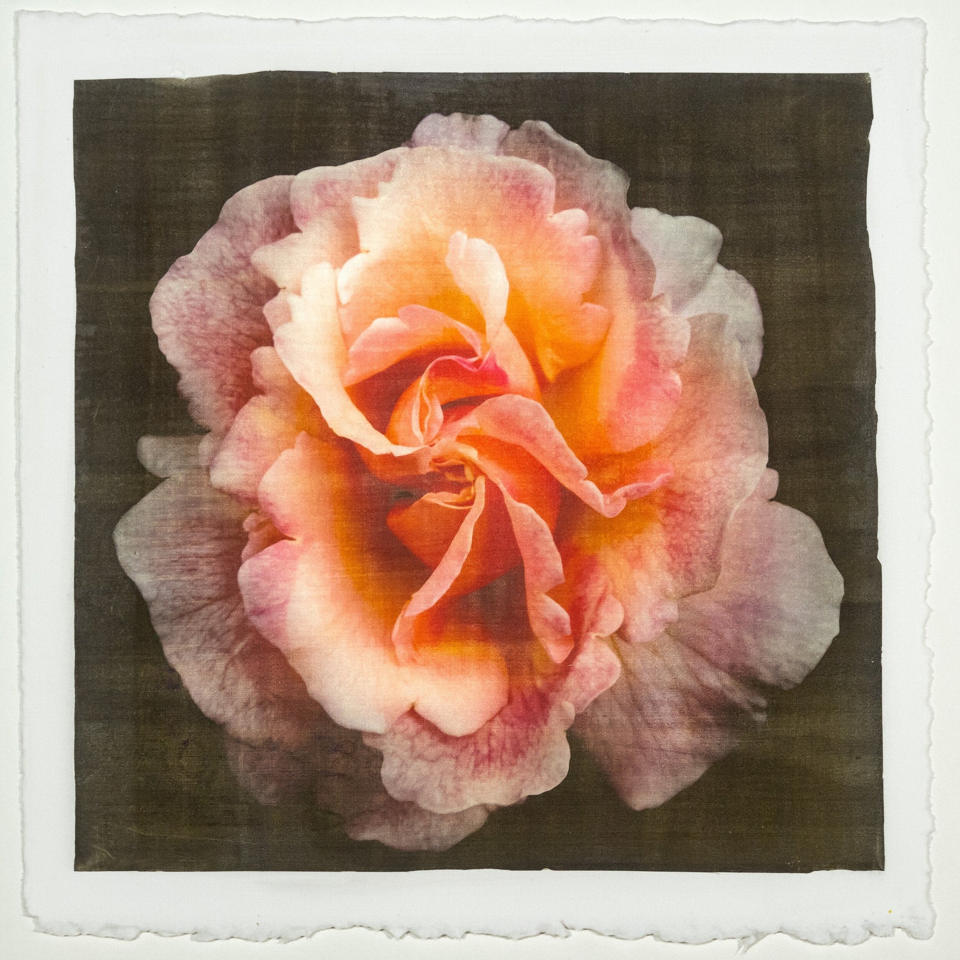 flower print of firestar orange rose in prime bloom with a swirl star center petals fading to golden highlights. 8” square on deckled edge print cotton paper. black background, wall art.