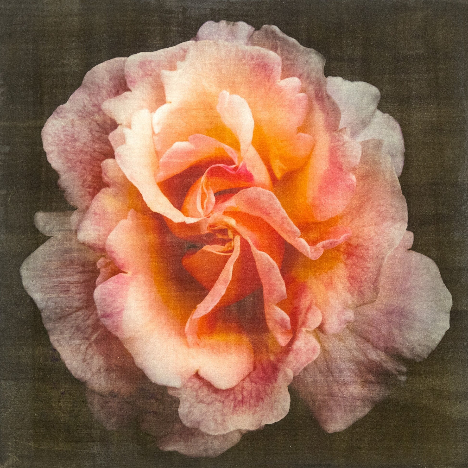 flower print of firestar orange rose prime bloom with a swirl star center petals fading to golden highlights at the edges. Centered in Square mode, black background, wall art.