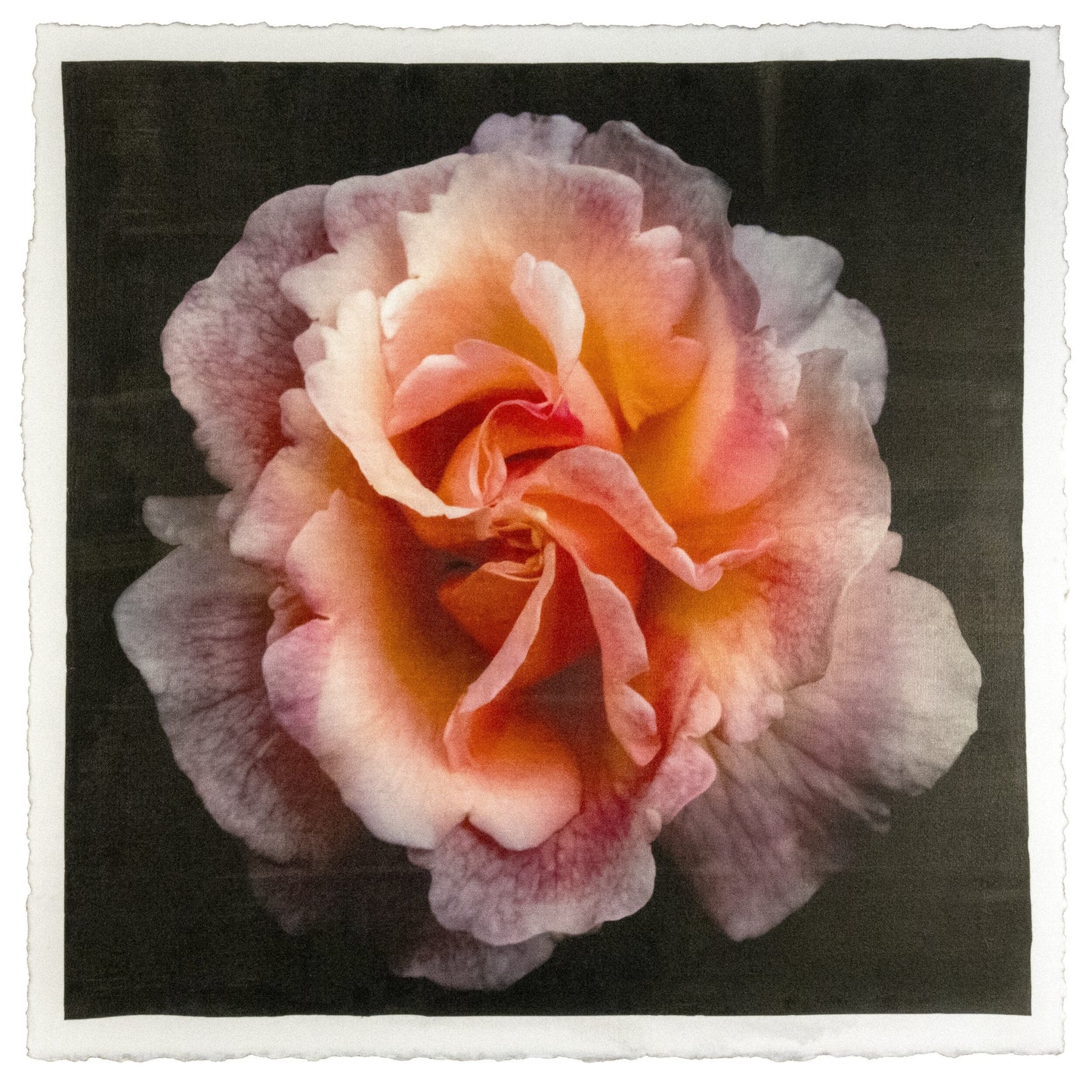 flower print of firestar orange rose in prime bloom with a swirl star center petals fading to golden highlights. 8” square on deckled edge print cotton paper. black background, wall art.