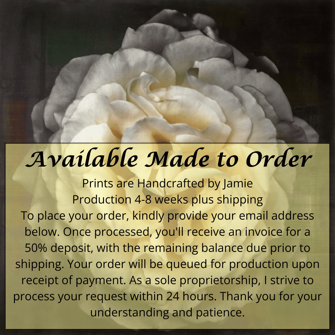 Print of Yellow Rose for sale of a flower with large, full double blooming pale yellow symmetrical flower Centered in Square mode, black background, wall art square on cotton paper deckle edge