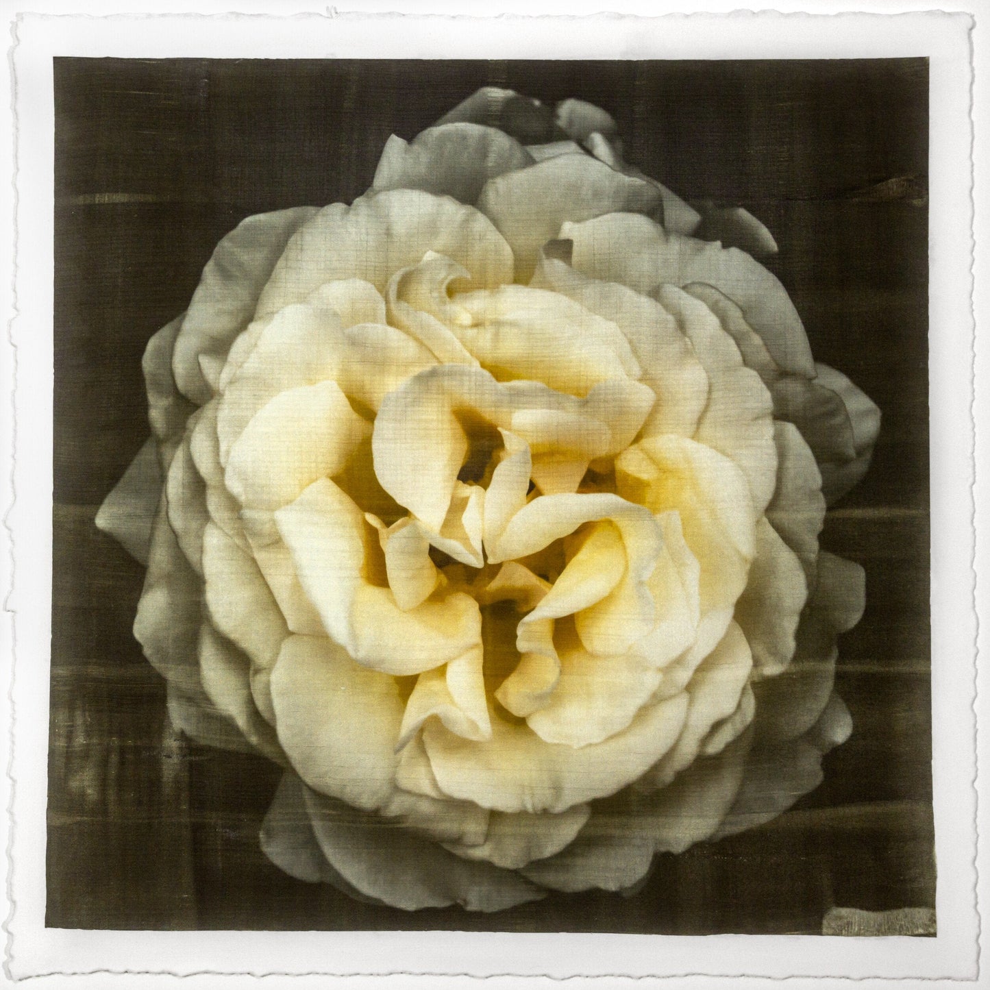 Print of Yellow Rose for sale of a flower with large, full double blooming pale yellow symmetrical flower Centered in Square mode, black background, wall art square on cotton paper deckle edge
