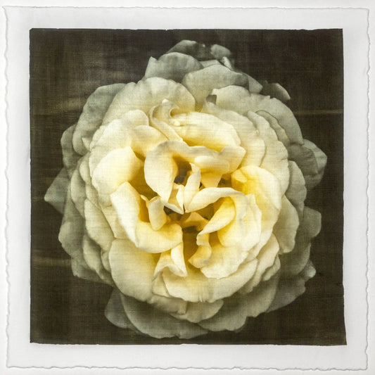 Print of Yellow Rose for sale of a flower with large, full double blooming pale yellow symmetrical flower Centered in Square mode, black background, wall art 12” square on cotton paper deckle edge
