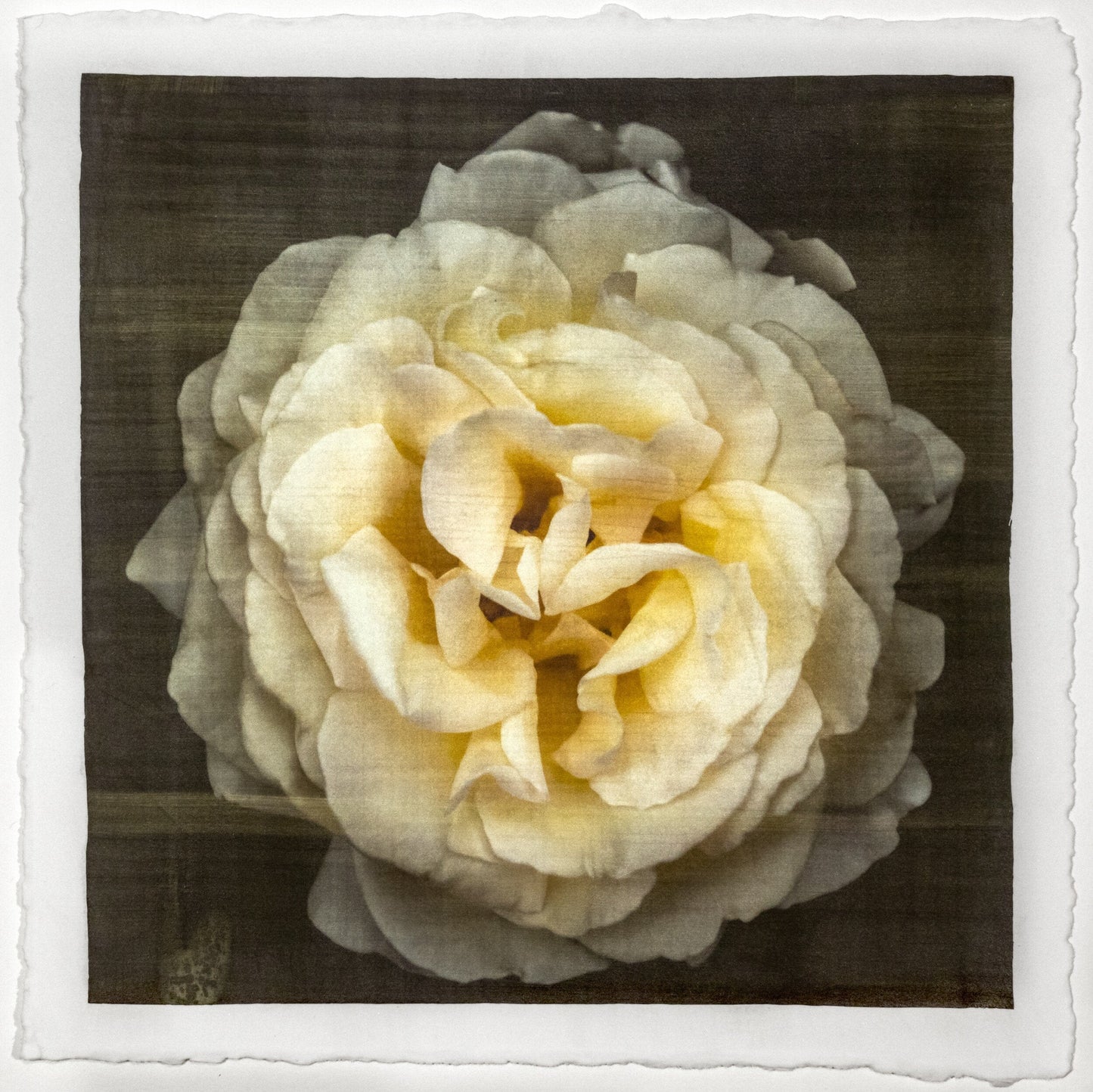 Print of Yellow Rose for sale of a flower with large, full double blooming pale yellow symmetrical flower Centered in Square mode, black background, wall art square on cotton paper deckle edge