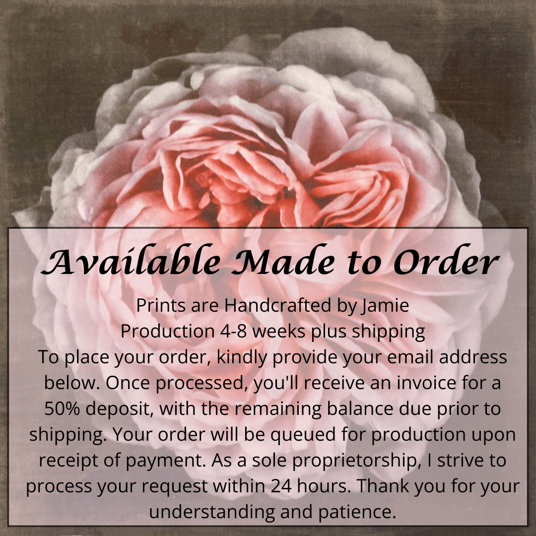 flower print of old-fashioned cream-pink Rose classic rosette form Centered in Square mode, black background, wall art