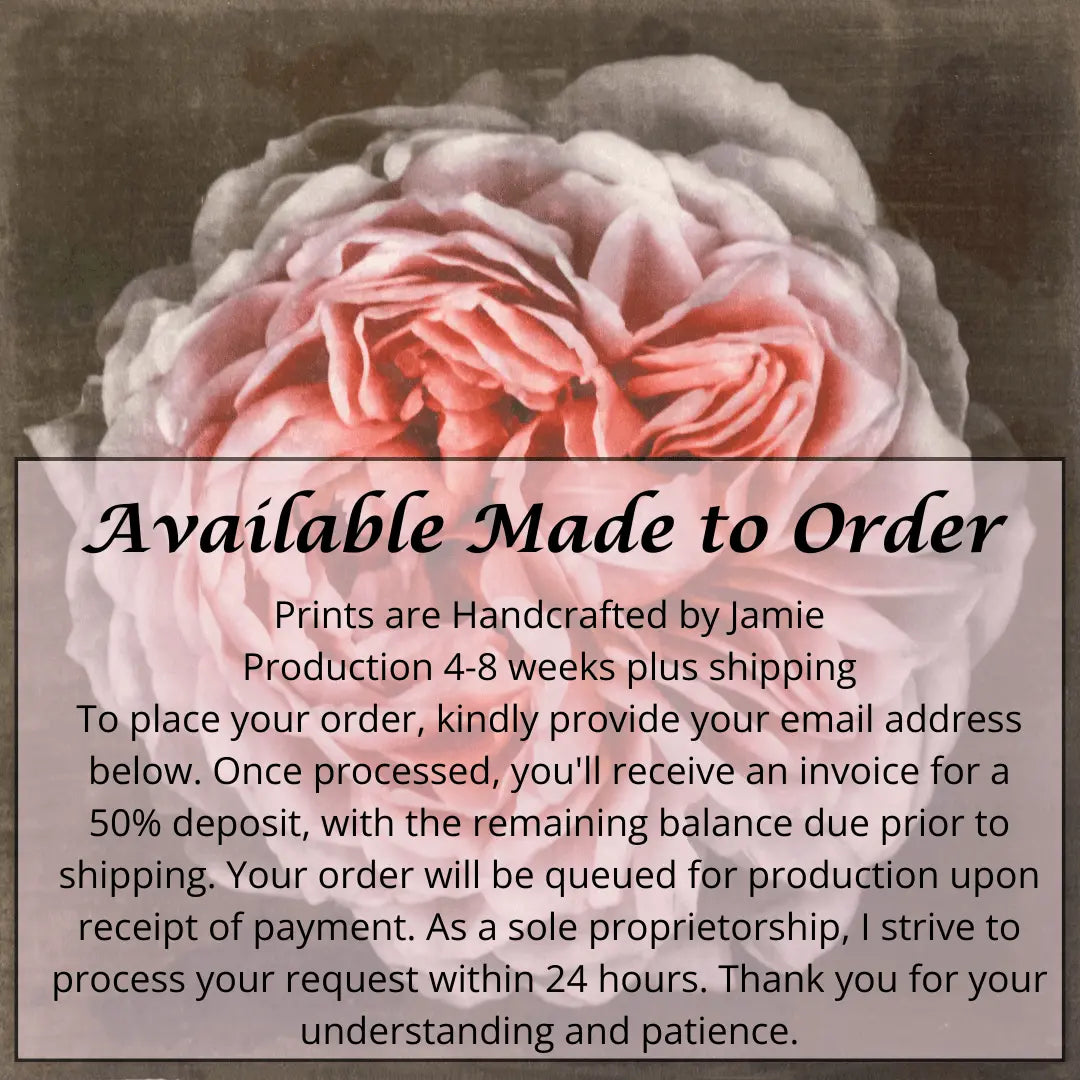 flower print of old-fashioned cream-pink Rose classic rosette form Centered in Square mode, black background, wall art