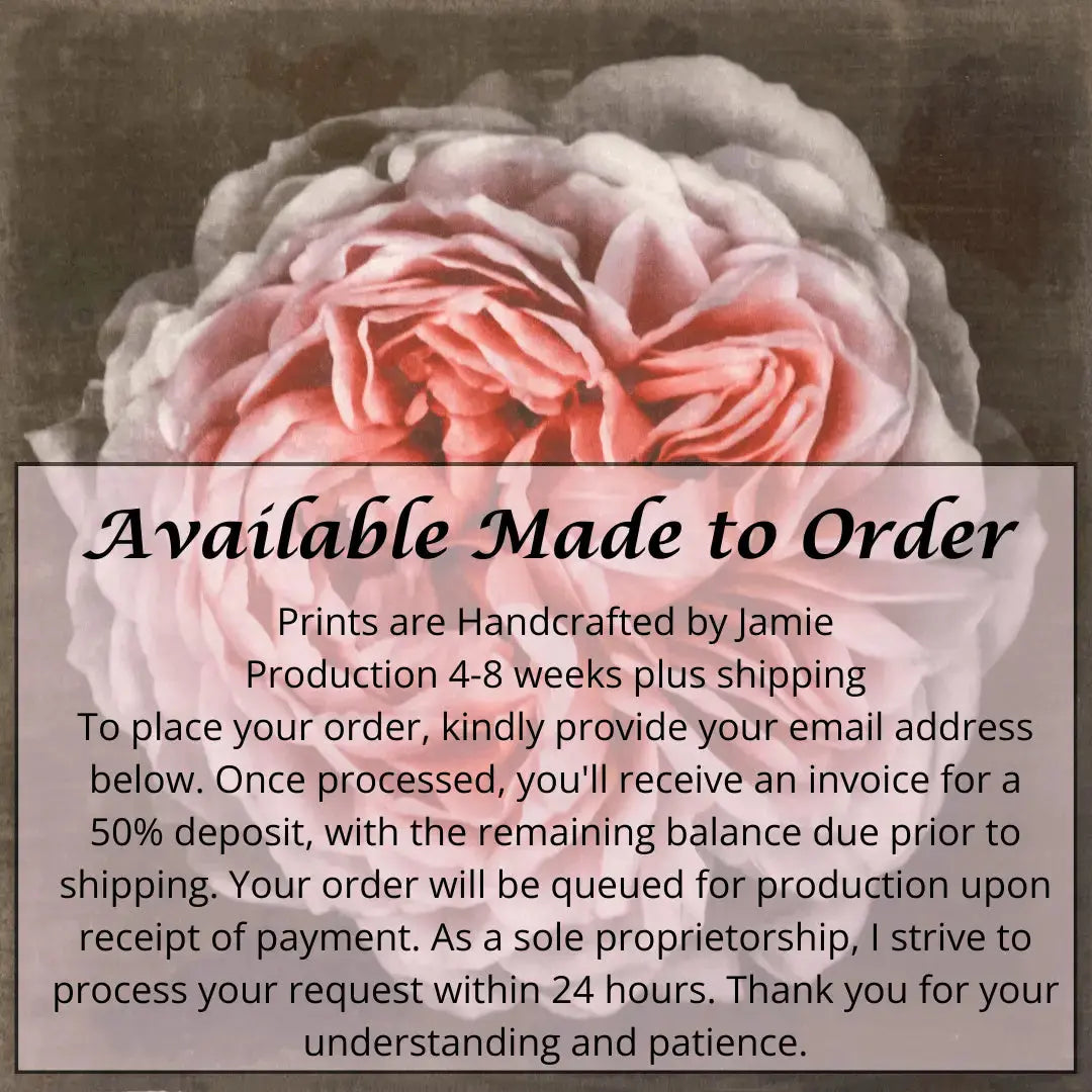 flower print of old-fashioned cream-pink Rose classic rosette form Centered in Square mode, black background, wall art