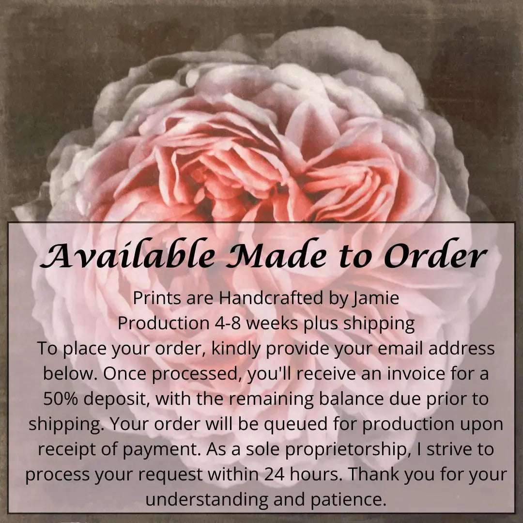 flower print of old-fashioned cream-pink Rose classic rosette form Centered in Square mode, black background, wall art