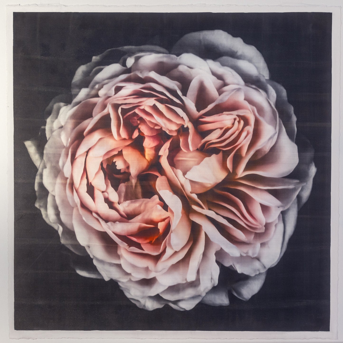 flower print of old-fashioned cream-pink Rose classic rosette form Centered in Square mode, black background, wall art  8” square on cotton paper deckle edge