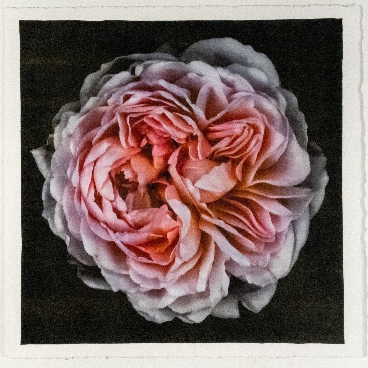 flower print of old-fashioned cream-pink Rose classic rosette form Centered in Square mode, black background, wall art  8” square on cotton paper deckle edge