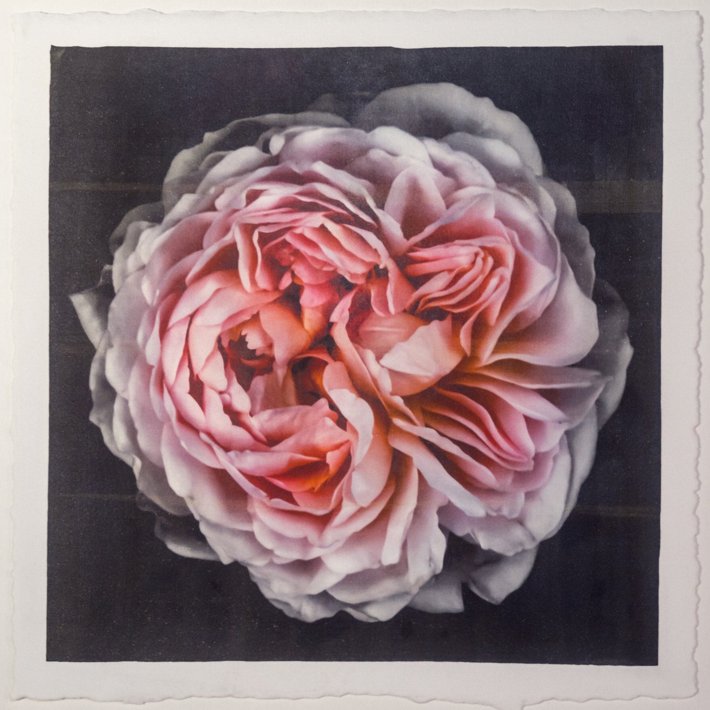 flower print of old-fashioned cream-pink Rose classic rosette form Centered in Square mode, black background, wall art  8” square on cotton paper deckle edge