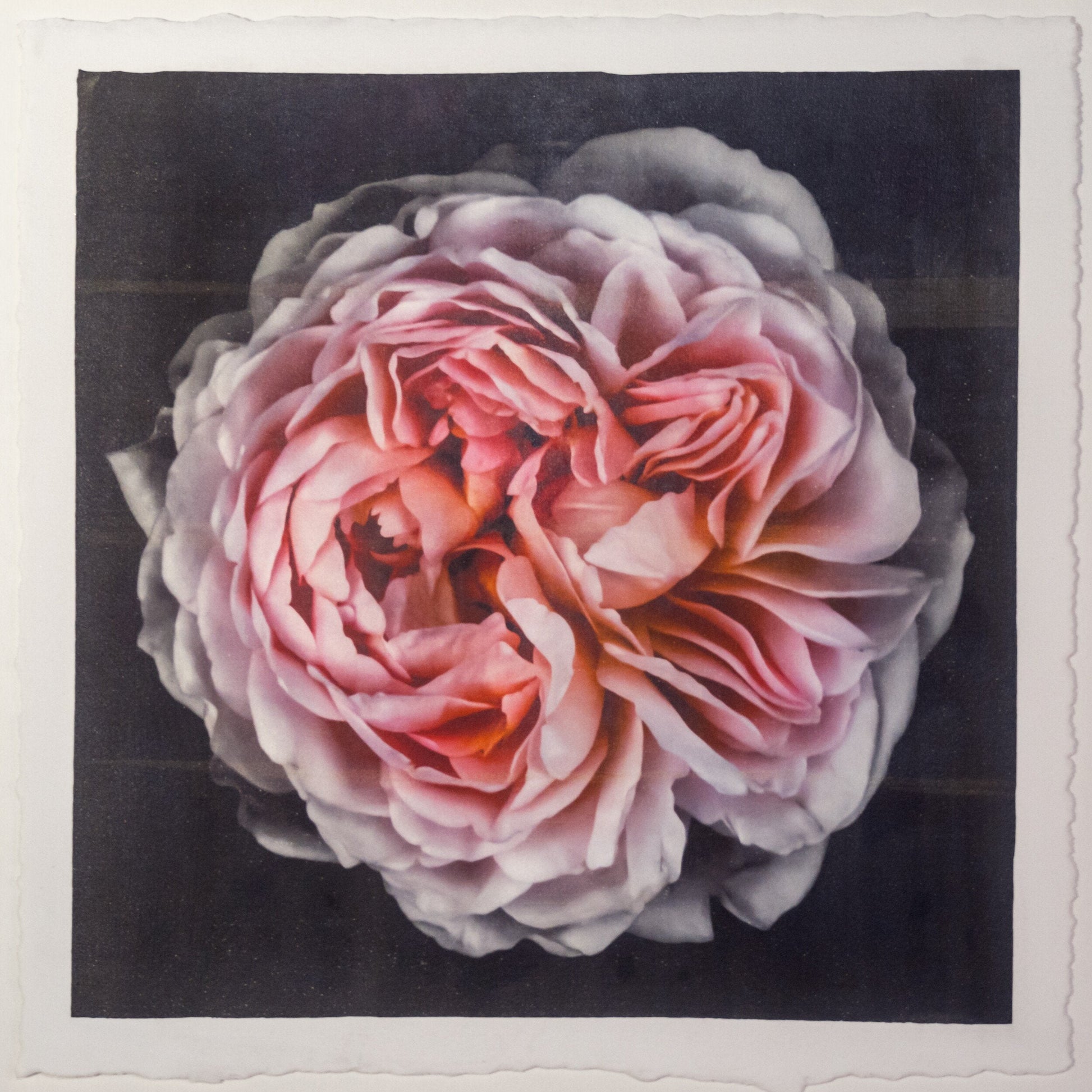 flower print of old-fashioned cream-pink Rose classic rosette form Centered in Square mode, black background, wall art  8” square on cotton paper deckle edge