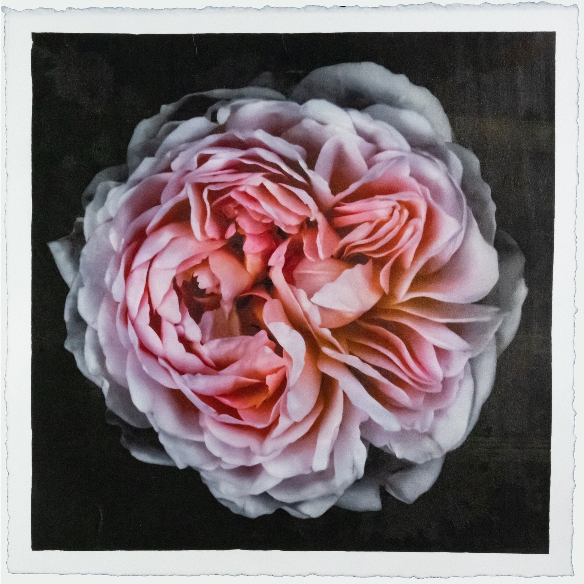 flower print of old-fashioned cream-pink Rose classic rosette form Centered in Square mode, black background, wall art 12” square on cotton paper deckle edge