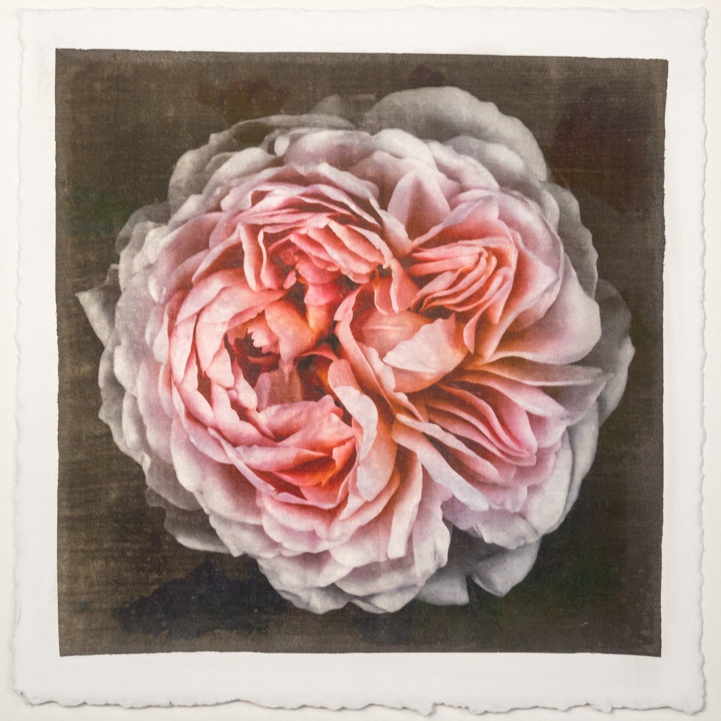 flower print of old-fashioned cream-pink Rose classic rosette form Centered in Square mode, black background, wall art 12” square on cotton paper deckle edge