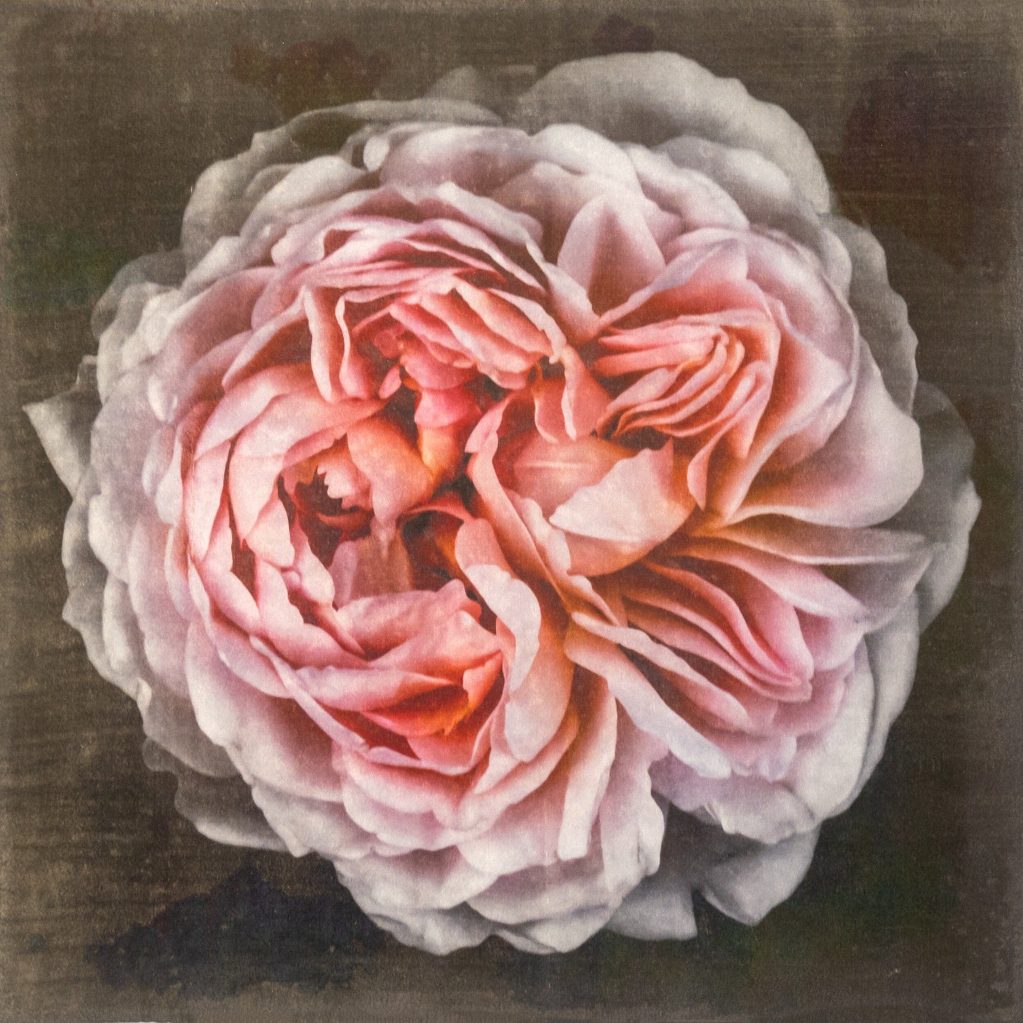 flower print of old-fashioned cream-pink Rose classic rosette form Centered in Square mode, black background, wall art