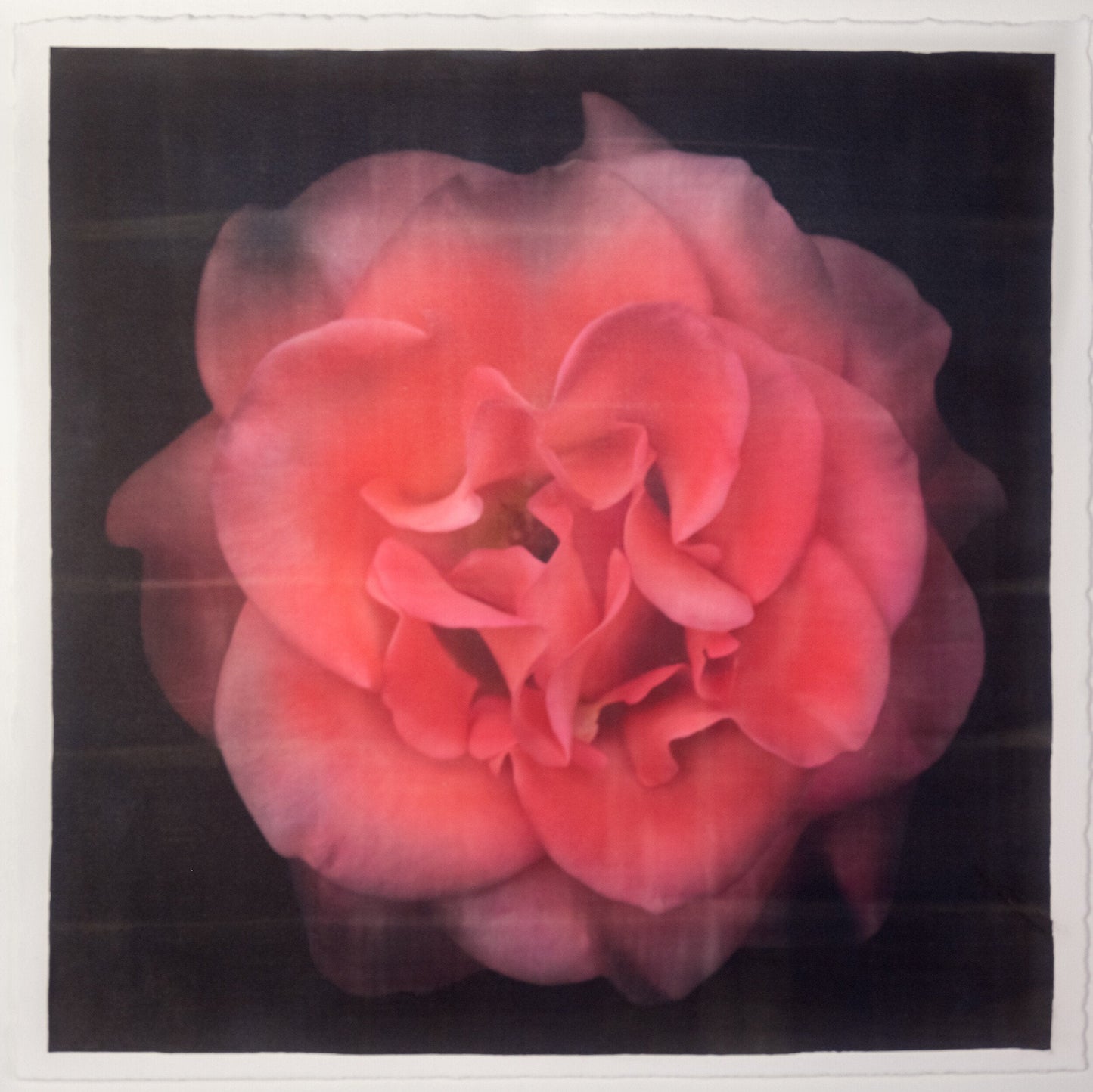 Flower Print of Red Red Rose with golden highlights round and spherical reflexed petals opened in a rosette style Centered in Square mode, black background, wall art 12” square on cotton paper deckle edge