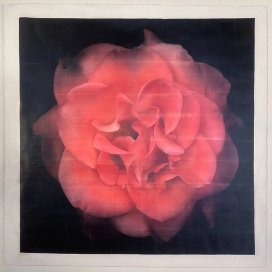 Flower Print of Red Red Rose with golden highlights round and spherical reflexed petals opened in a rosette style Centered in Square mode, black background, wall art 8” square on cotton paper deckle edge