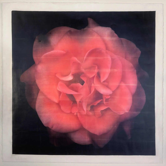 Flower Print of Red Red Rose with golden highlights round and spherical reflexed petals opened in a rosette style Centered in Square mode, black background, wall art 8” square on cotton paper deckle edge