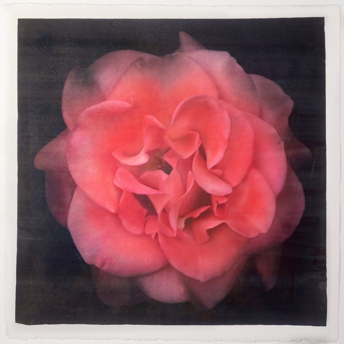 Flower Print of Red Red Rose with golden highlights round and spherical reflexed petals opened in a rosette style Centered in Square mode, black background, wall art 20” square on cotton paper deckle edge