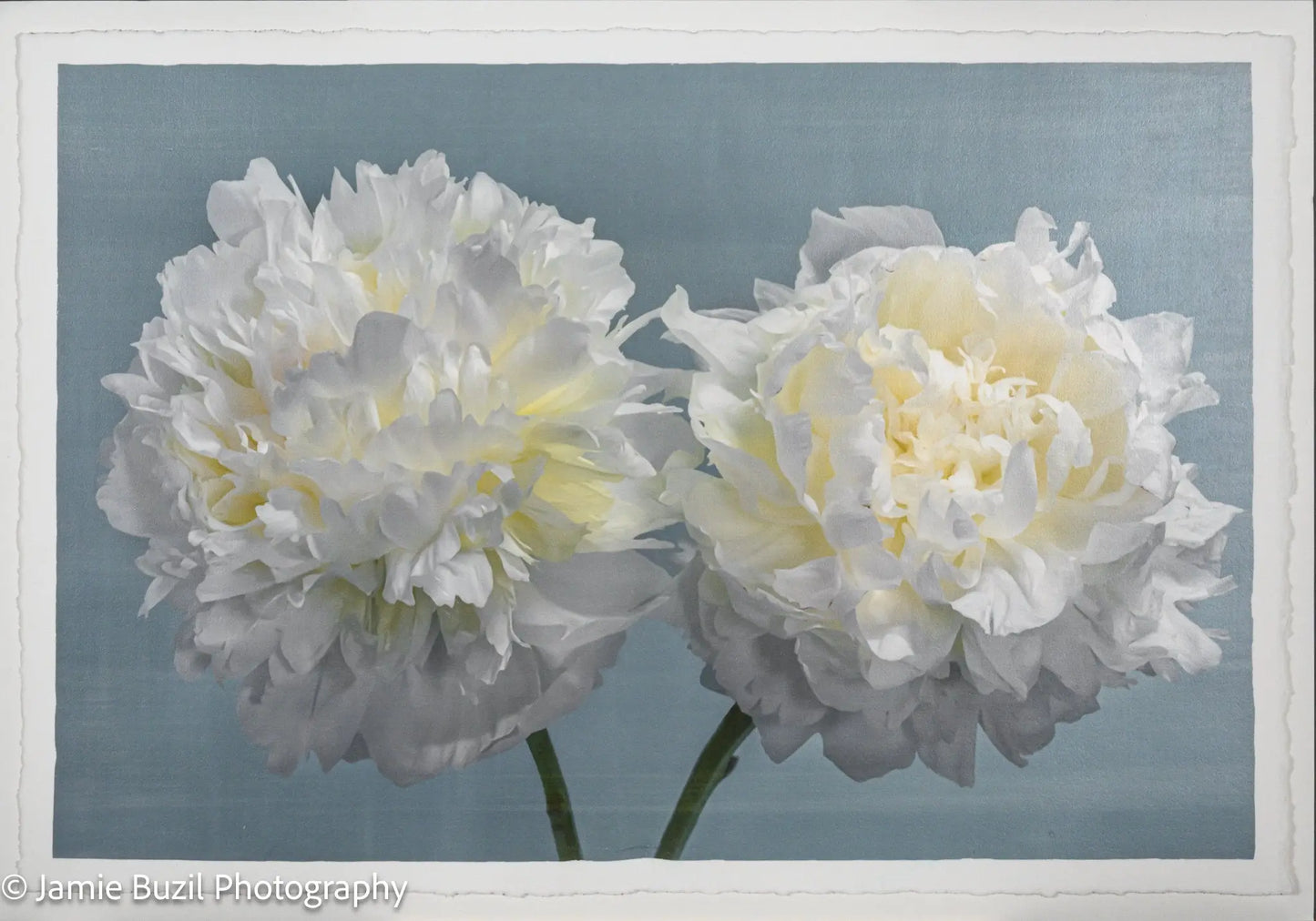 Fine Art handmade Flower print of two full white blooming peony with yellow highlights facing side by side on blue background
