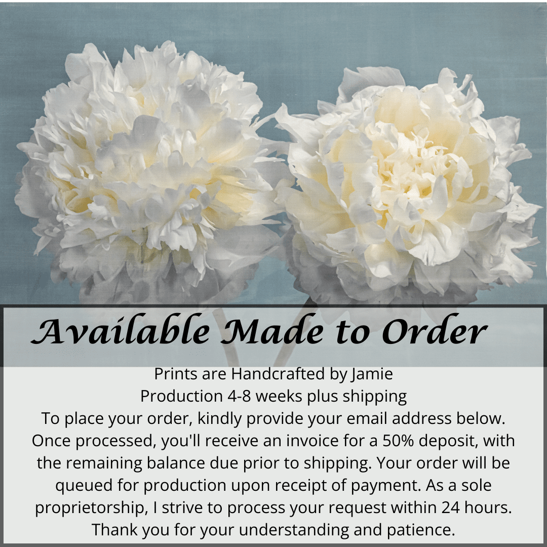 two full bloom Double white peony with yellow highlights in the center facing side by side on blue background wall art