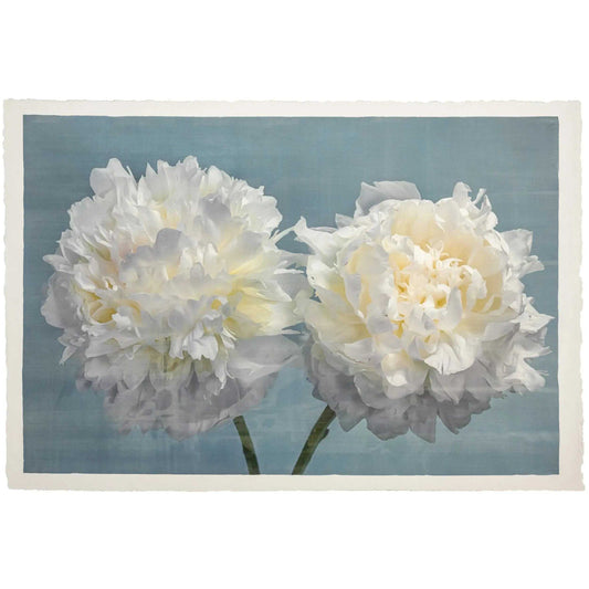 Fine Art handmade Flower print of two full white blooming peony with yellow highlights facing side by side on blue background
