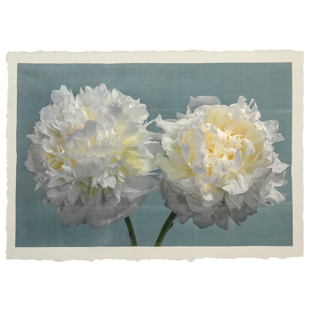 two full bloom Double white peony with yellow highlights in the center facing side by side on blue background wall art