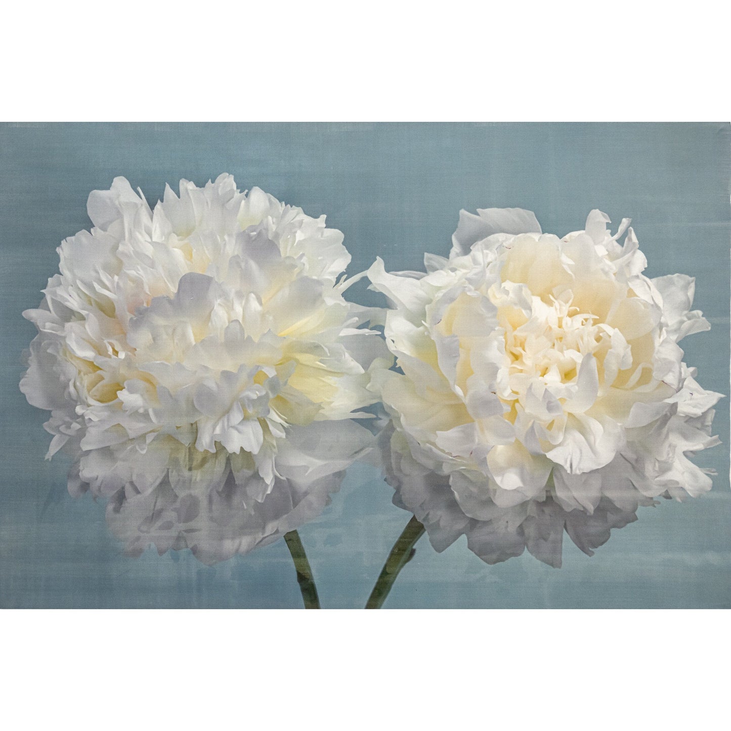 two full bloom Double white peony with yellow highlights in the center facing side by side on blue background wall art