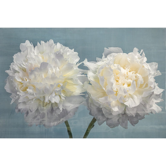 two full bloom Double white peony with yellow highlights in the center facing side by side on blue background wall art