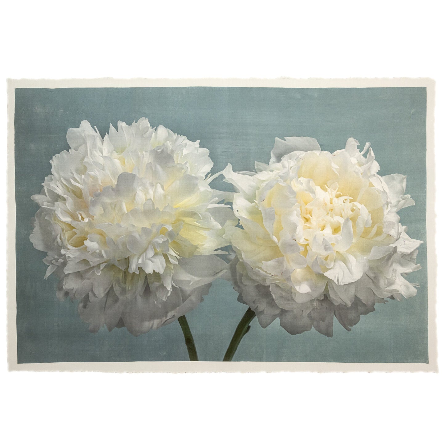 two full bloom Double white peony with yellow highlights in the center facing side by side on blue background wall art 24x16"