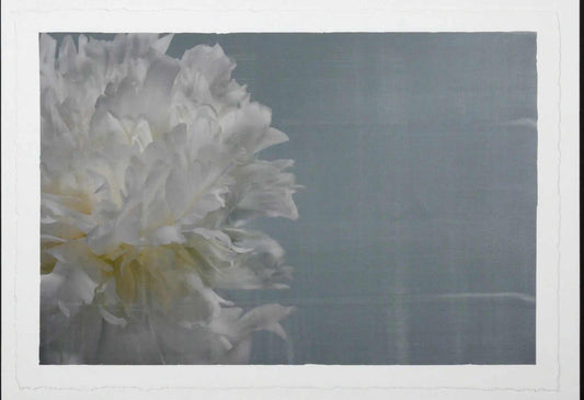Peony flower partial front view full double bloom flower with billowing white petals, yellow tint center, peaking from the left side, blue background