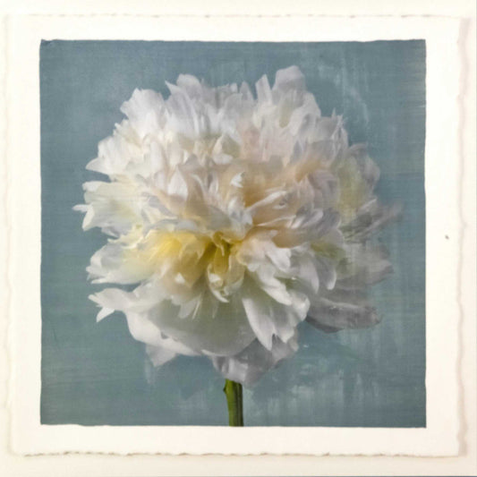 White Peony with Blue handmade fine art floral emulsion lift print with pearl iridescence on cotton paper